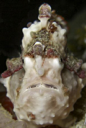 A Warty or Clown Frog fish in Leyte . Casio Exilim by Andrew Macleod 